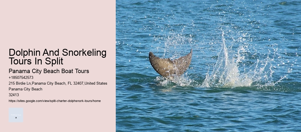 Dolphin And Snorkeling Tours In Split