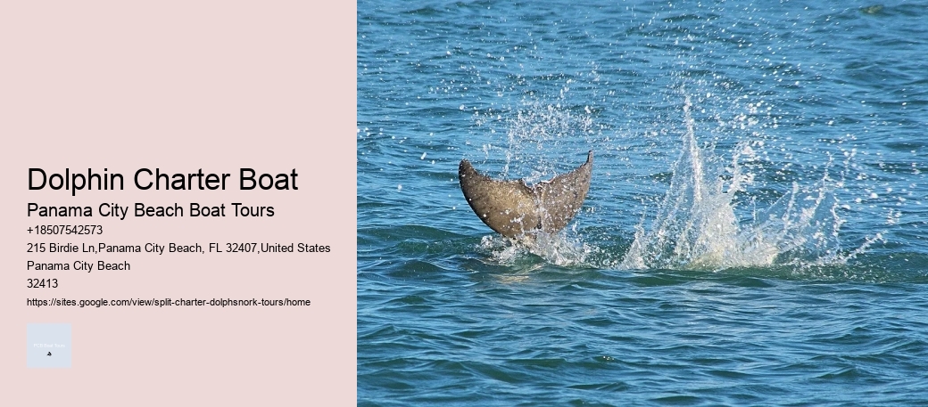 Dolphin Charter Boat