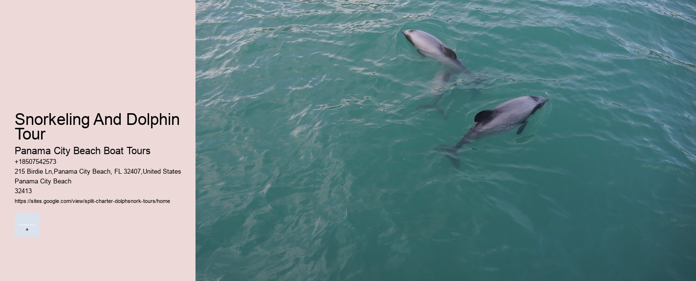 Split Snorkel And Swim With Dolphins Experiences