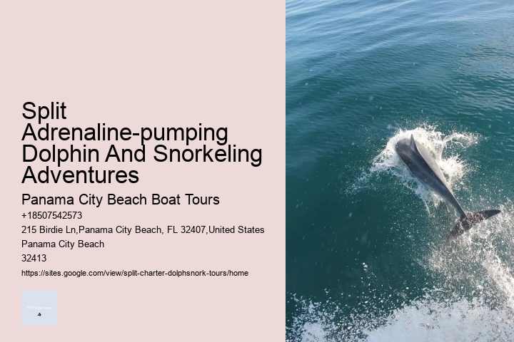 Split Eco-tours Featuring Dolphin Encounters And Snorkeling