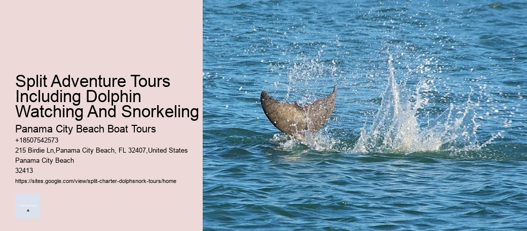 Split Adventure Tours Including Dolphin Watching And Snorkeling