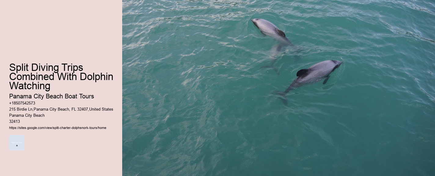 Split Diving Trips Combined With Dolphin Watching