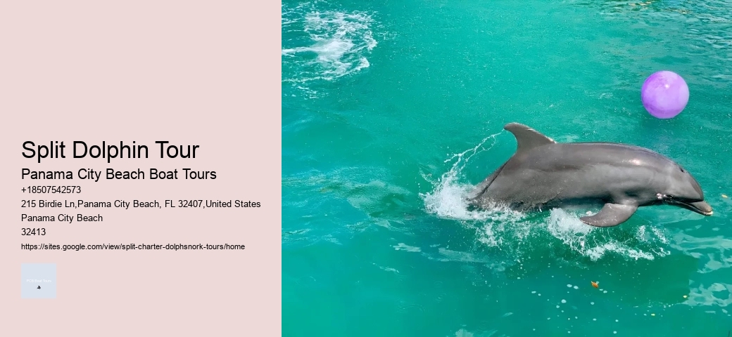 How To Interact With Wild Dolphins