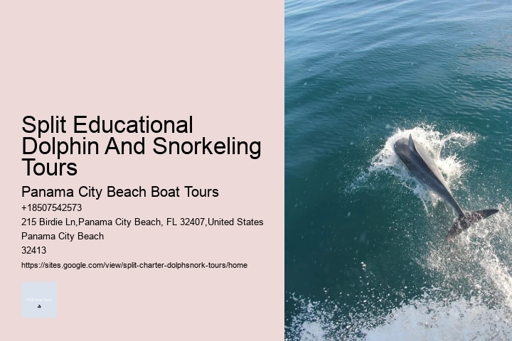 Whale And Dolphin Watch