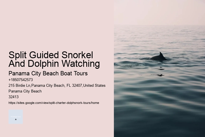 Split Guided Snorkel And Dolphin Watching
