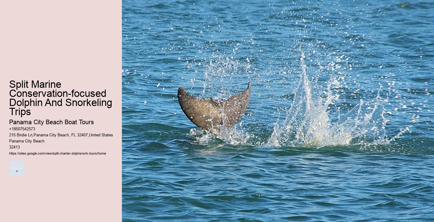 How To Interact With Wild Dolphins