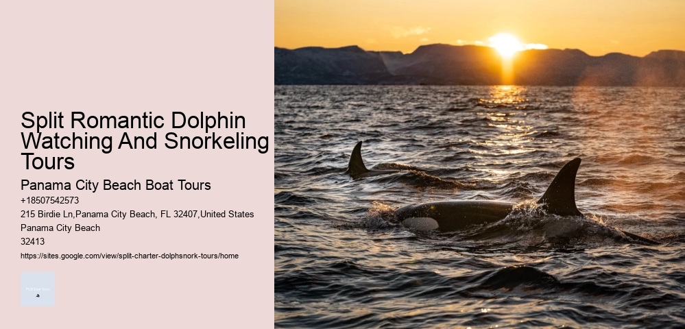 Dolphin Watching Tours Near Me