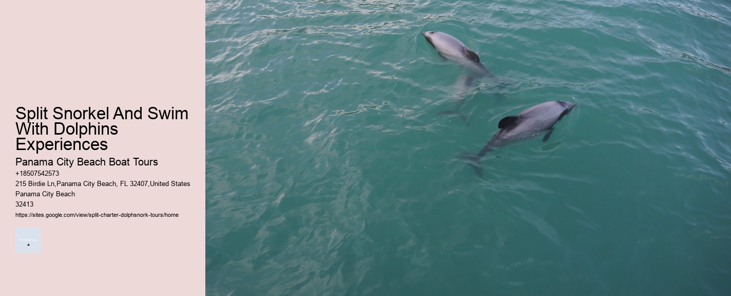Split Snorkel And Swim With Dolphins Experiences