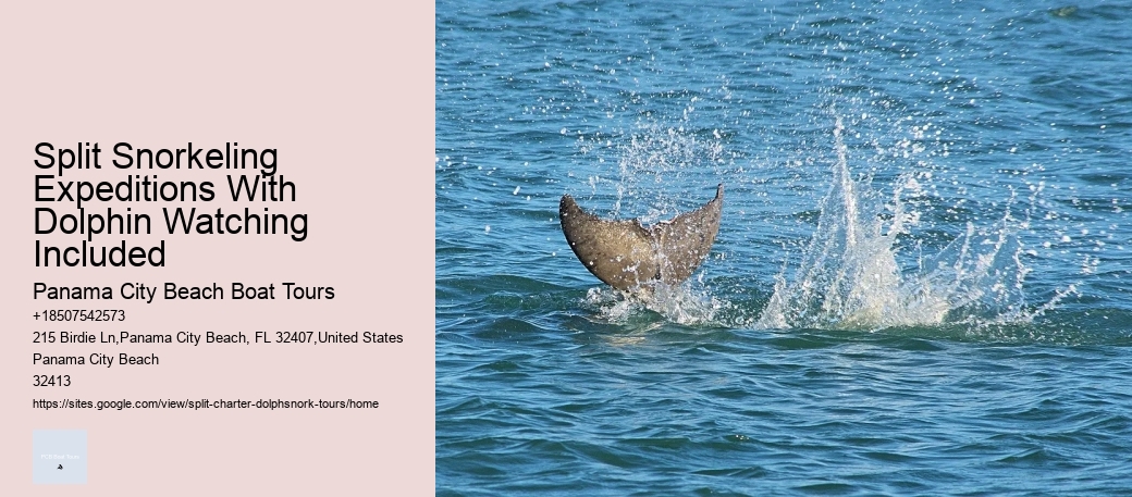 Split Snorkeling Expeditions With Dolphin Watching Included