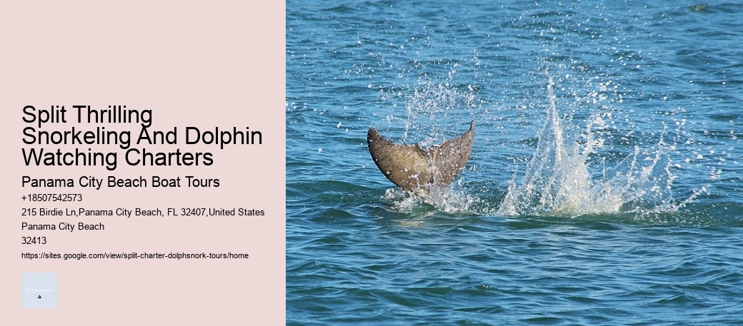 Split Thrilling Snorkeling And Dolphin Watching Charters