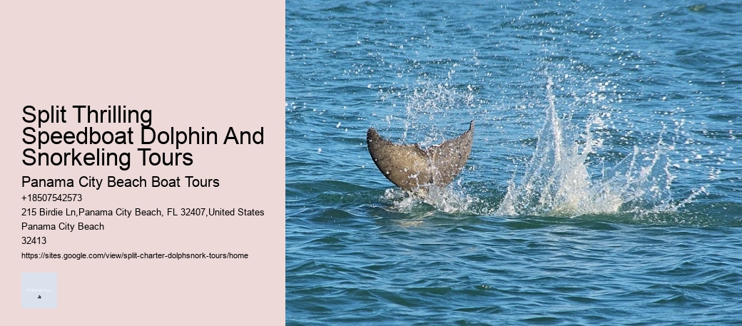 Split Thrilling Speedboat Dolphin And Snorkeling Tours