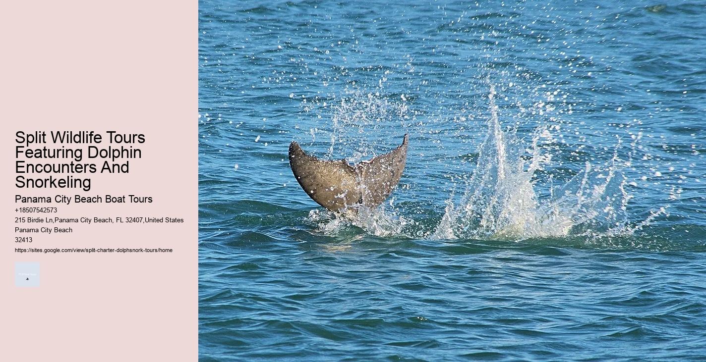 Are Dolphins Very Aggressive