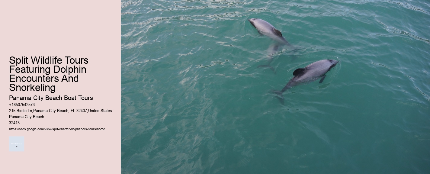 Split Wildlife Tours Featuring Dolphin Encounters And Snorkeling